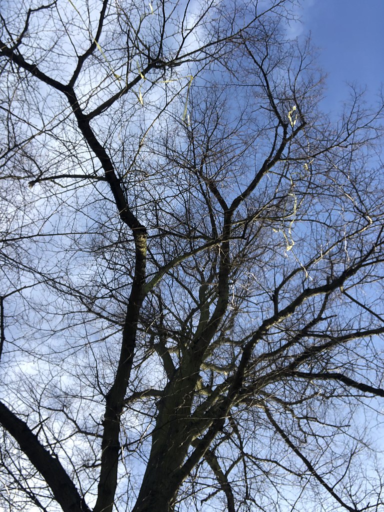 ശാപമോക്ഷം